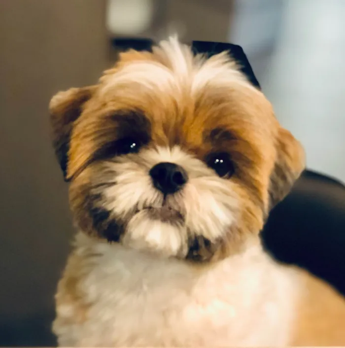 Cachorro ra a Shitzu idade 6 ou mais anos nome Snoopy