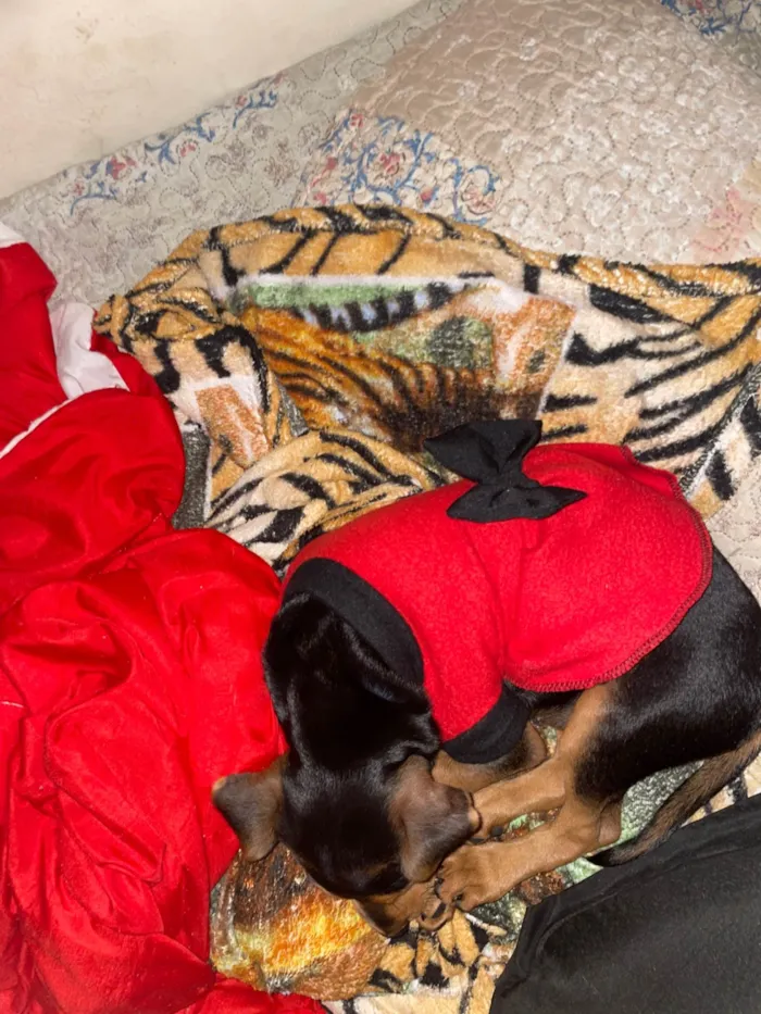 Cachorro ra a SRD-ViraLata idade 2 a 6 meses nome Bel