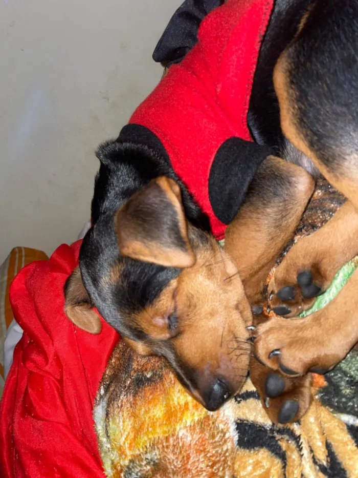 Cachorro ra a SRD-ViraLata idade 2 a 6 meses nome Bel