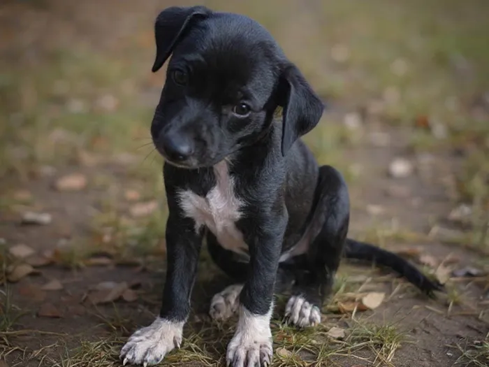 Cachorro ra a SRD-ViraLata idade Abaixo de 2 meses nome Sem nome