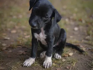 Cachorro raça SRD-ViraLata idade Abaixo de 2 meses nome Sem nome