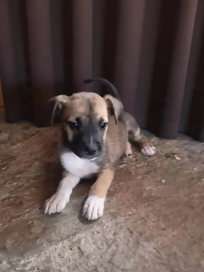 Cachorro ra a SRD-ViraLata idade Abaixo de 2 meses nome Sem nome