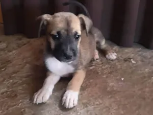 Cachorro raça SRD-ViraLata idade Abaixo de 2 meses nome Sem nome