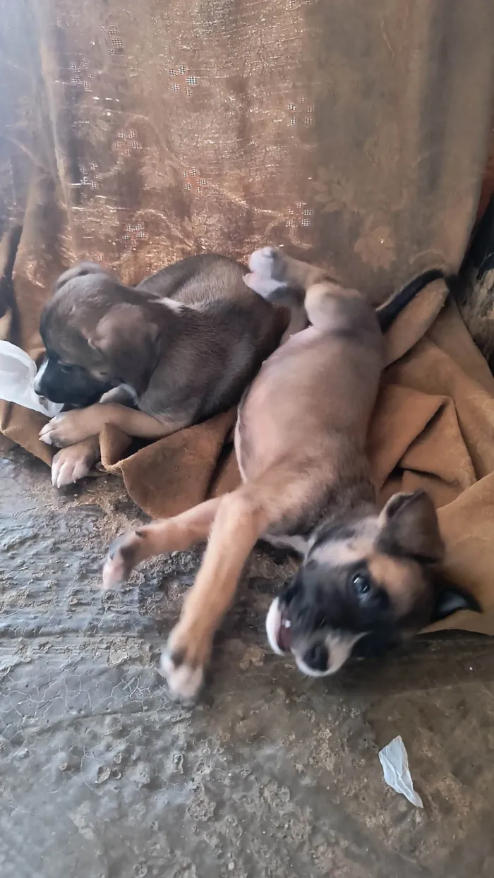 Cachorro ra a SRD-ViraLata idade Abaixo de 2 meses nome Sem nome