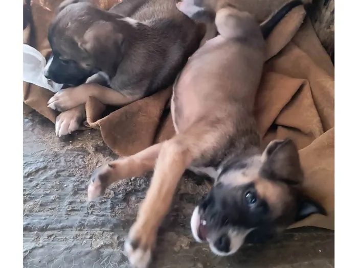 Cachorro ra a SRD-ViraLata idade Abaixo de 2 meses nome Sem nome