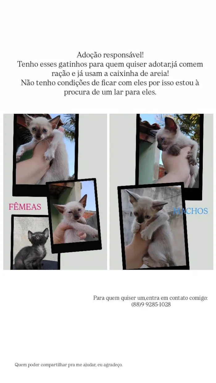 Gato ra a Siamês idade 2 a 6 meses nome Sem nomes