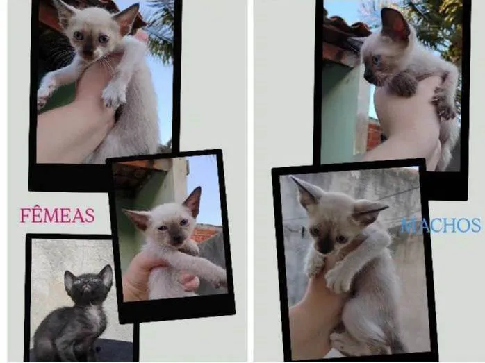 Gato raça Siamês idade 2 a 6 meses nome Sem nomes