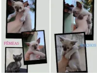 Gato raça Siamês idade 2 a 6 meses nome Sem nomes