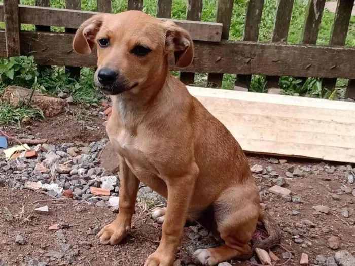 Cachorro raça SRD-ViraLata idade 1 ano nome Kyara e Bebeara