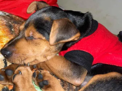 Cachorro raça SRD-ViraLata idade 2 a 6 meses nome Bel