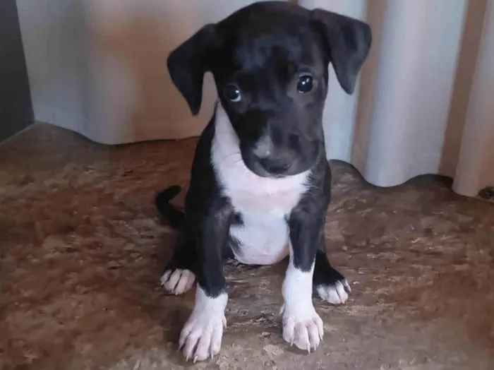 Cachorro ra a SRD-ViraLata idade Abaixo de 2 meses nome Sem nome