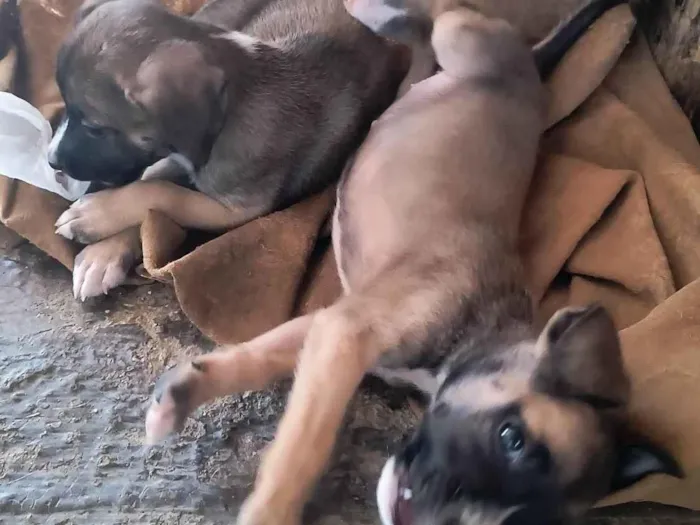 Cachorro ra a SRD-ViraLata idade Abaixo de 2 meses nome Sem nome