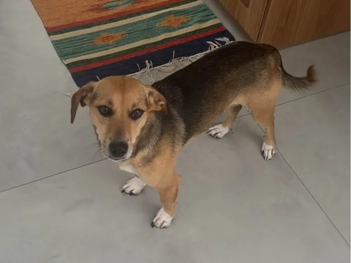 Cachorro ra a SRD-ViraLata idade 1 ano nome sem nome