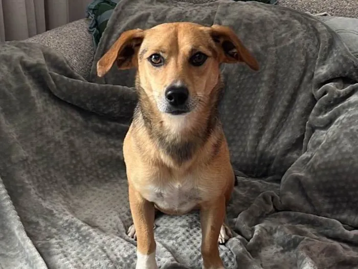 Cachorro ra a SRD-ViraLata idade 1 ano nome sem nome