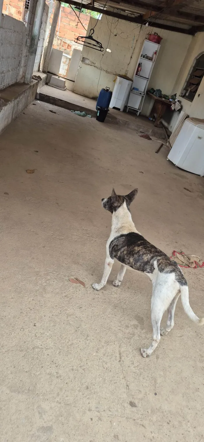 Cachorro ra a SRD-ViraLata idade 2 a 6 meses nome Beethove