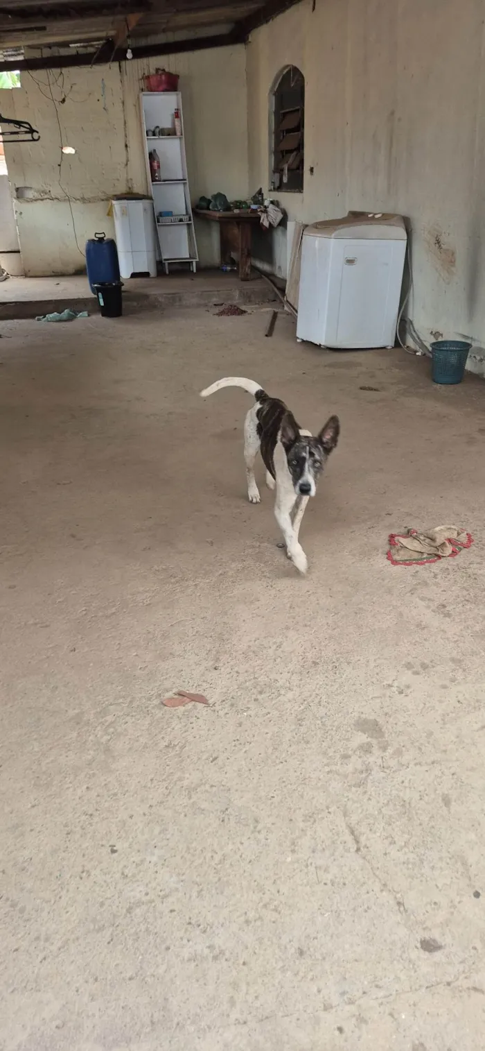 Cachorro ra a SRD-ViraLata idade 2 a 6 meses nome Beethove