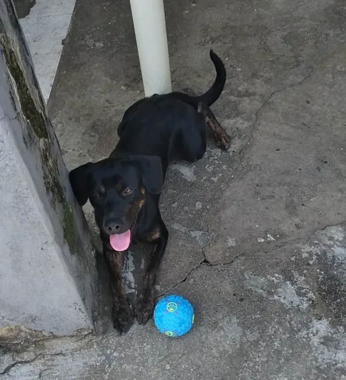 Cachorro ra a SRD-ViraLata idade 2 anos nome Thor