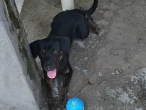 Cachorro raça SRD-ViraLata idade 2 anos nome Thor