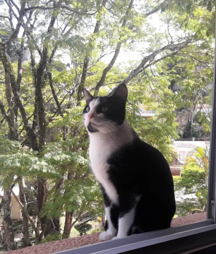 Gato ra a SRD-ViraLata idade 6 ou mais anos nome Tuca