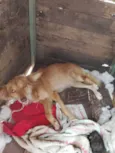 Cachorro ra a SRD-ViraLata idade 7 a 11 meses nome Allanda