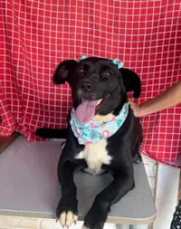 Cachorro raça SRD-ViraLata idade 4 anos nome Tully