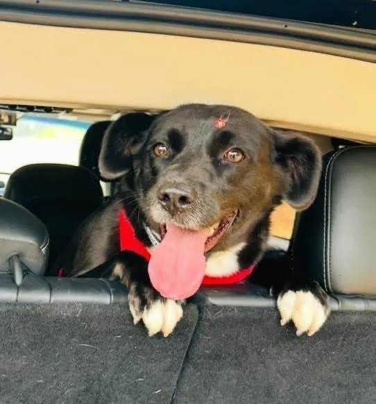 Cachorro ra a SRD-ViraLata idade 4 anos nome Tully