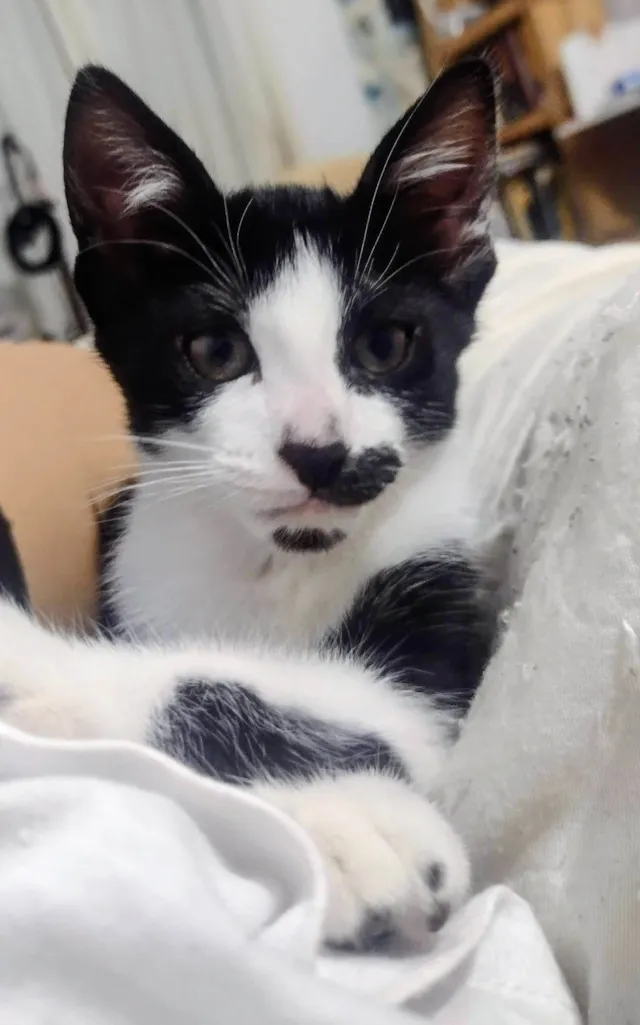 Gato ra a SRD-ViraLata idade 2 a 6 meses nome Luna