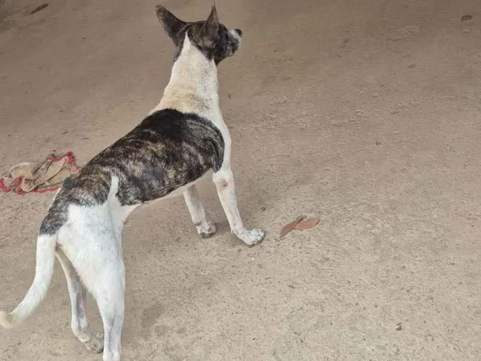 Cachorro raça SRD-ViraLata idade 2 a 6 meses nome Beethove