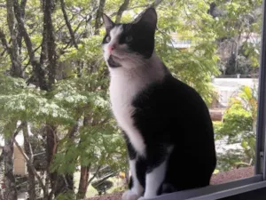 Gato raça SRD-ViraLata idade 6 ou mais anos nome Tuca