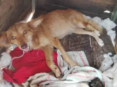 Cachorro ra a SRD-ViraLata idade 7 a 11 meses nome Allanda