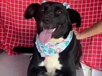 Cachorro raça SRD-ViraLata idade 4 anos nome Tully