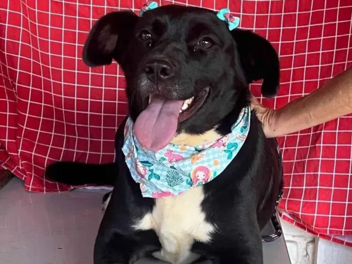 Cachorro ra a SRD-ViraLata idade 4 anos nome Tully