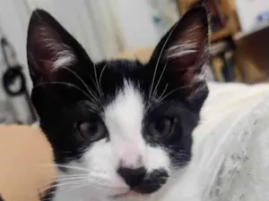 Gato raça SRD-ViraLata idade Abaixo de 2 meses nome Sandy