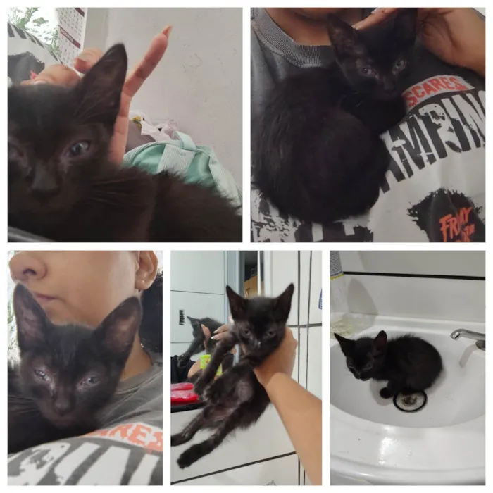 Gato ra a SRD-ViraLata idade Abaixo de 2 meses nome Pulguinha 