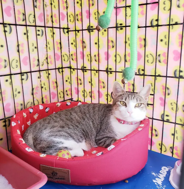 Gato ra a SRD-ViraLata idade 1 ano nome Romana