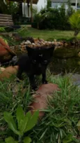 Gato raça SRD-ViraLata idade Abaixo de 2 meses nome Jorginho/ Glorinha 