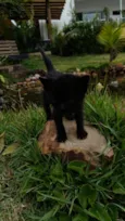 Gato raça SRD-ViraLata idade Abaixo de 2 meses nome Jorginho/ Glorinha 