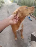 Cachorro ra a SRD-ViraLata idade 2 a 6 meses nome Cenoura