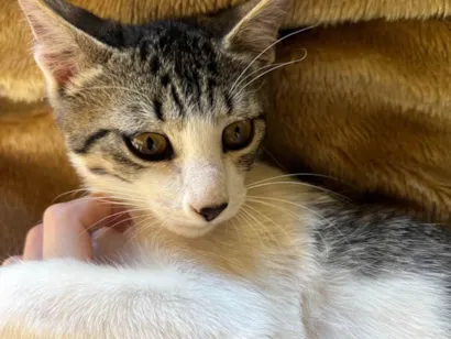 Gato raça SRD-ViraLata idade 7 a 11 meses nome Príncipe 