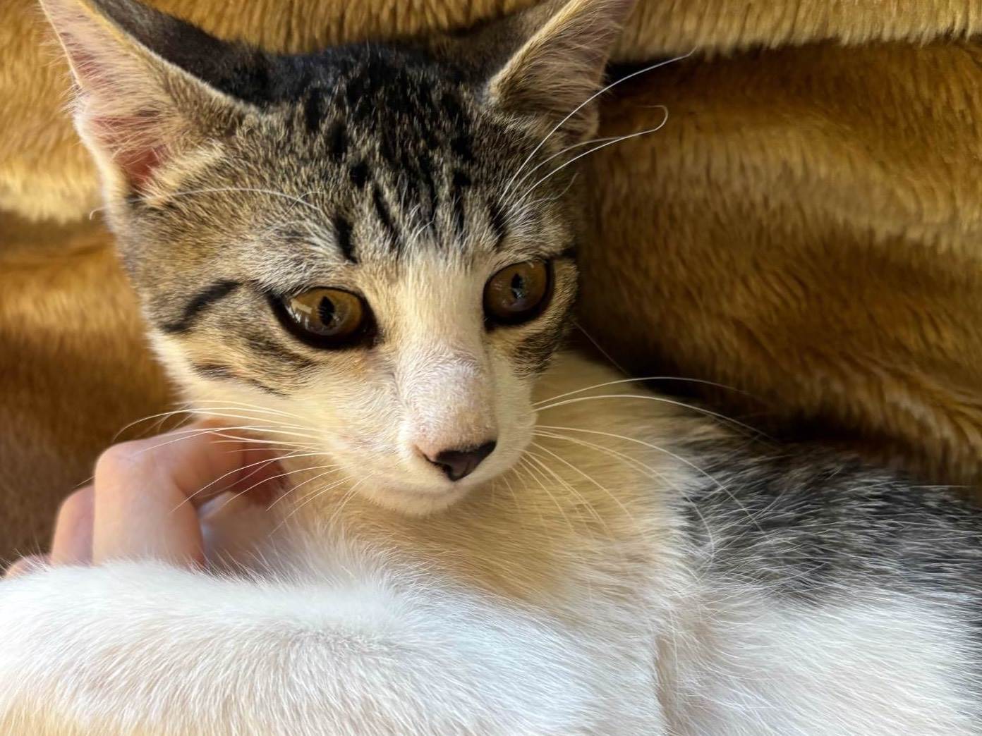 Gato ra a SRD-ViraLata idade 7 a 11 meses nome Príncipe 