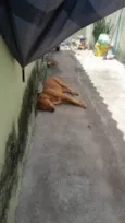 Cachorro ra a SRD-ViraLata idade 2 a 6 meses nome Cenoura
