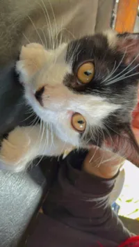 Gato ra a SRD-ViraLata idade 7 a 11 meses nome frajolinha