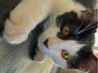 Gato raça SRD-ViraLata idade 7 a 11 meses nome frajolinha