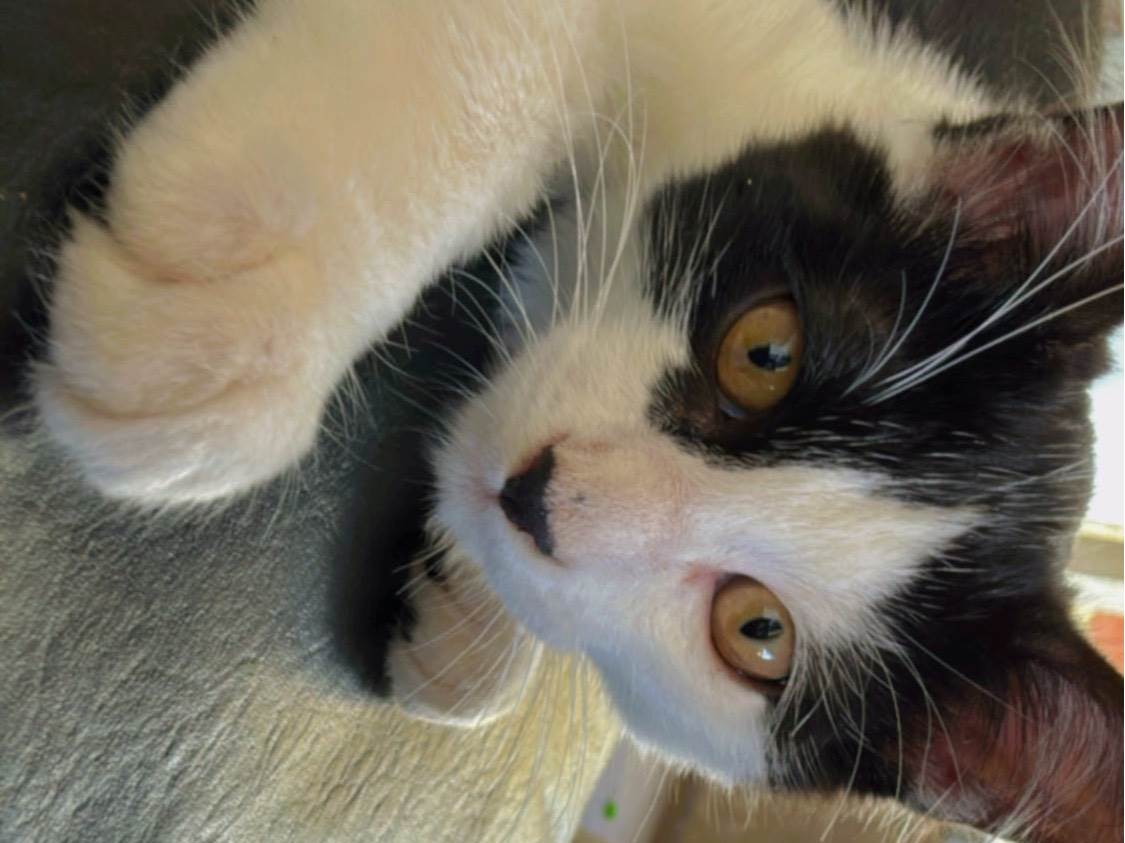 Gato ra a SRD-ViraLata idade 7 a 11 meses nome frajolinha