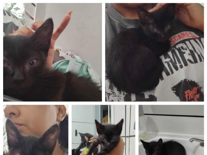 Gato ra a SRD-ViraLata idade Abaixo de 2 meses nome Pulguinha 