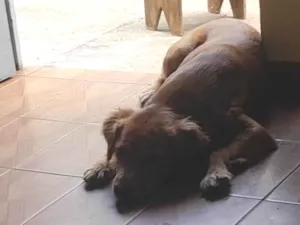 Cachorro raça SRD-ViraLata idade 2 a 6 meses nome Cenoura