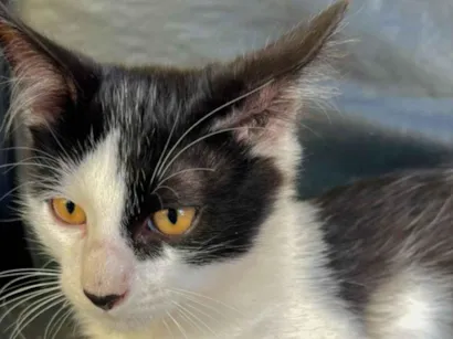 Gato raça SRD-ViraLata idade 7 a 11 meses nome frajolinha