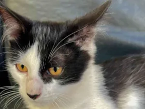 Gato ra a SRD-ViraLata idade 7 a 11 meses nome frajolinha