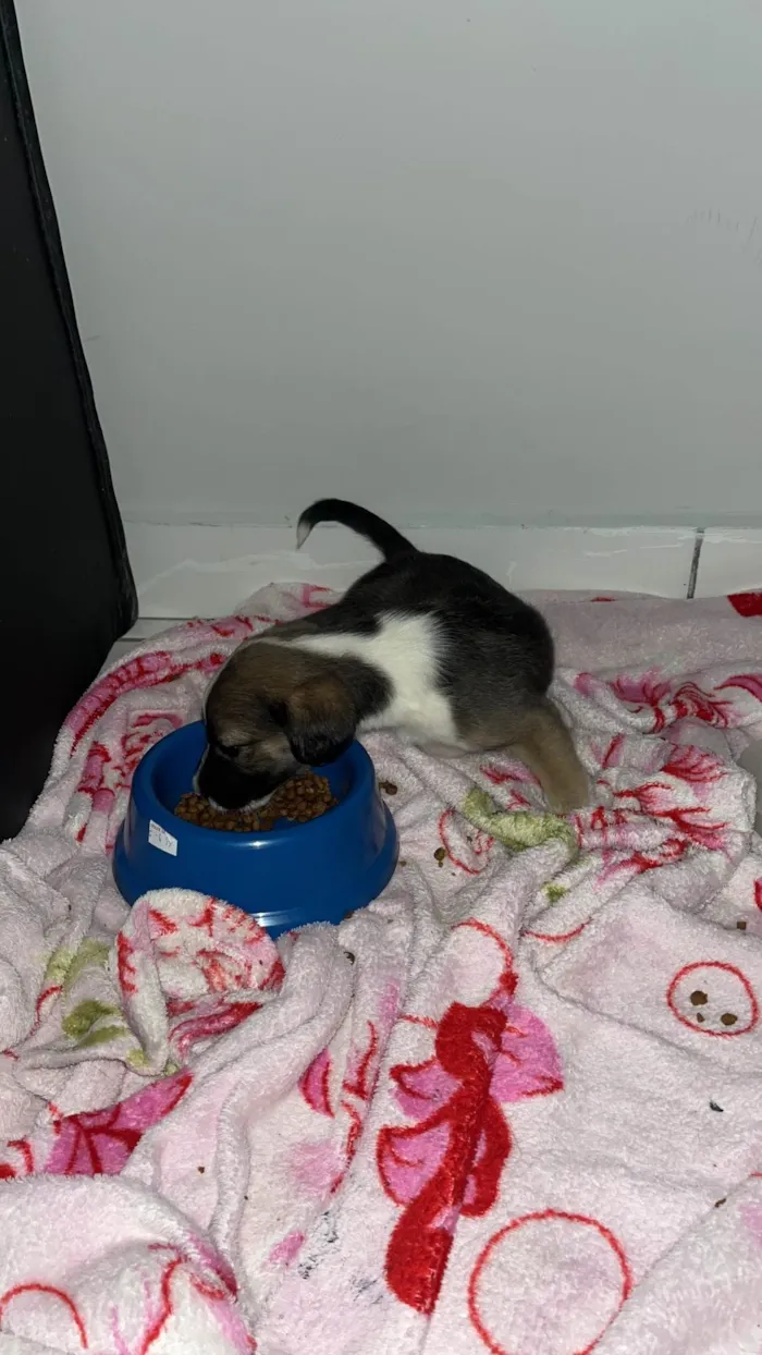 Cachorro ra a SRD-ViraLata idade 2 a 6 meses nome zoio