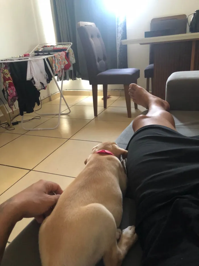 Cachorro ra a Labrador idade Abaixo de 2 meses nome Nala 